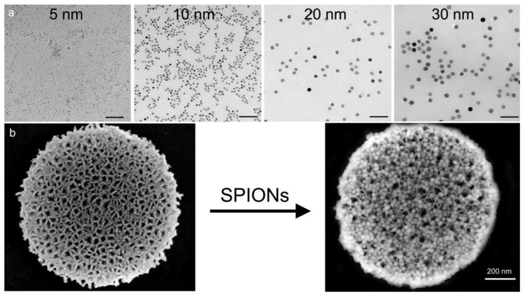 超顺磁性氧化铁纳米粒子（10nm）(图1)